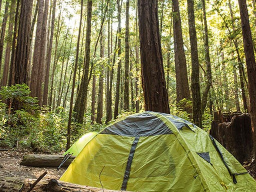 Sequoias to Redwoods: In Search of the Tallest Trees in the U.S.