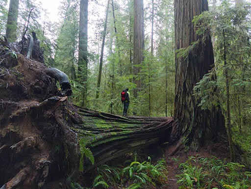 Sequoias to Redwoods: In Search of the Tallest Trees in the U.S.