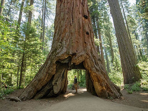 Sequoias To Redwoods: In Search Of The Tallest Trees In The U.s.