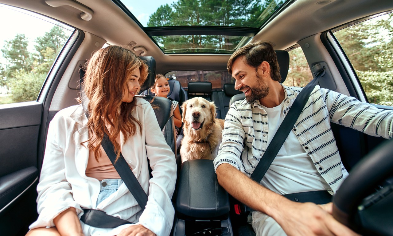 Keep Your Pet Safe And Comfortable On The Road With This Travel